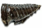 Fossil Woolly Mammoth Molar - Siberia #260363-3